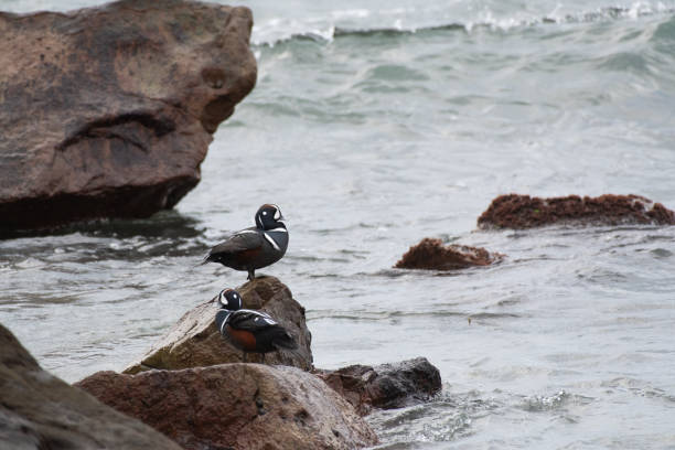 harlequin duck in ibaraki prefecture, japan - harlequin duck duck harlequin water bird imagens e fotografias de stock