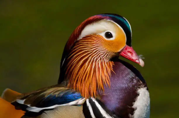 A close up of the head and shoulders of an adult male Mandarin Duck (aix galericulata).  Taken at Margam Country Park, Bridgend, South Wales, UK
