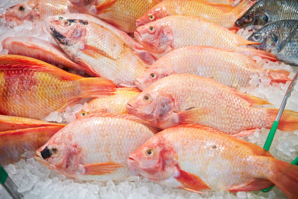 istock Fresh fishes 1125261528