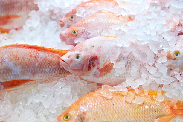 istock Fresh fishes 1125261660
