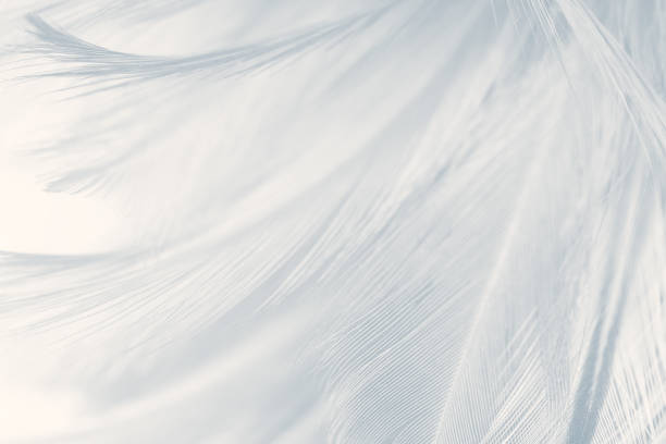 beautiful white gray colors tone feather texture background - feather softness bird macro imagens e fotografias de stock