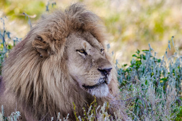 istock Portrait of a lion's face 1125267493
