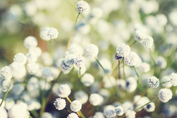 istock Flower fields in nature, flowers blurred forward 1125268090