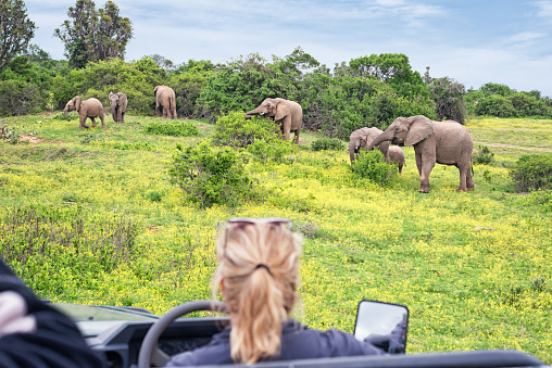 Luxury safari in South Africa. Observing grazing elephants in the wilderness out from cabriolet off-road vehicle. Game drive with woman guide.