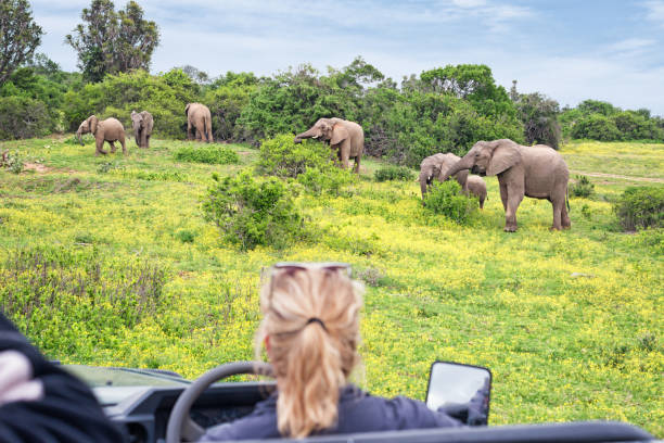 Observing a grazing herd of elephants on safari in South Africa Luxury safari in South Africa. Observing grazing elephants in the wilderness out from cabriolet off-road vehicle. Game drive with woman guide. kruger national park photos stock pictures, royalty-free photos & images