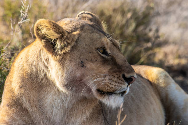 istock Lioness portrair 1125268220