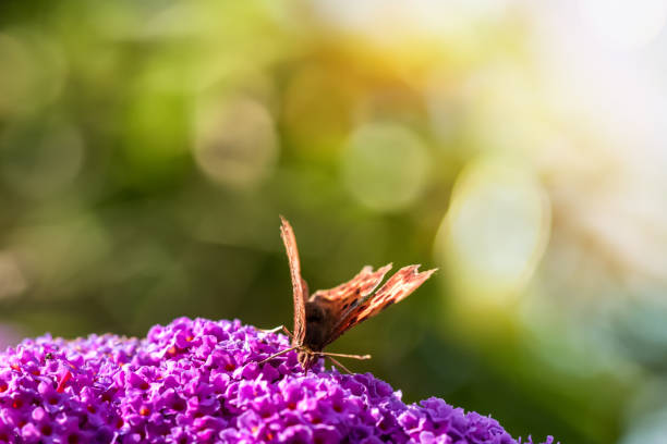 istock butterfly in the garden 1125269554