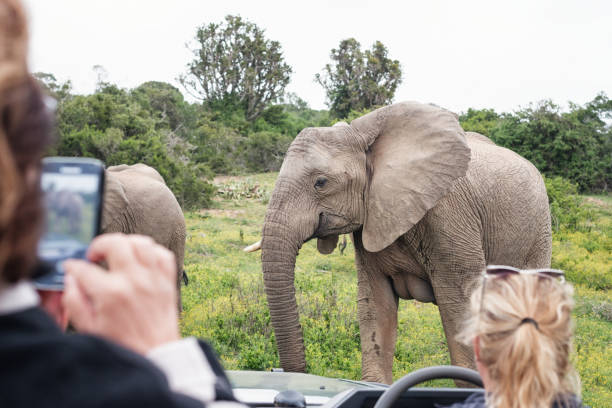 istock Elephant is coming really close to car during safari 1125270426