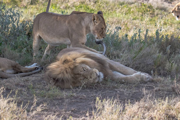 istock Lion and lioness 1125271208
