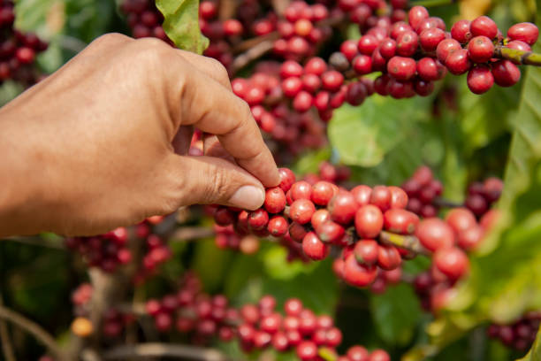istock Hand picking coffee in the plant 1125272693