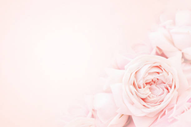 istock Summer blossoming rose flowers 1125272920