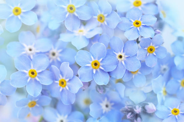 istock Spring blue forget-me-nots flowers posy 1125273036