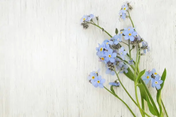 Photo of Spring blue forget-me-nots flowers posy on light wooden background