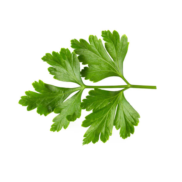 istock Bunch leaves parsley isolated over white background 1125273243