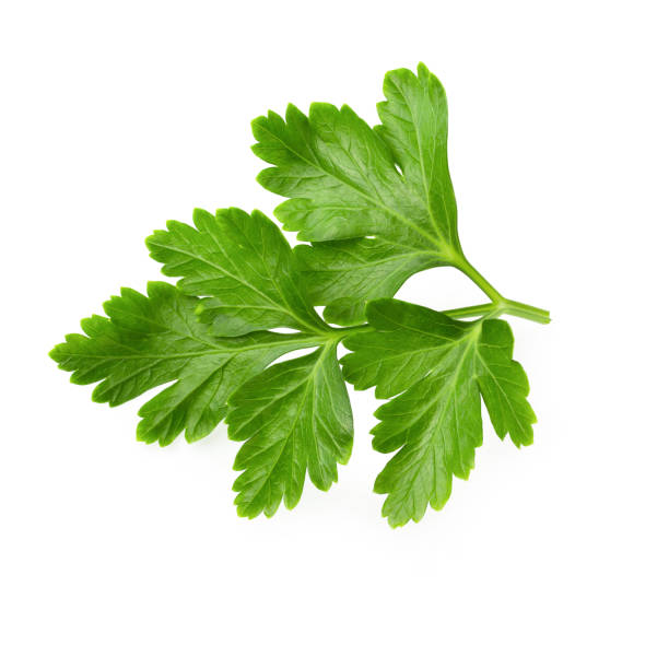 istock Bunch leaves parsley isolated over white background 1125273245