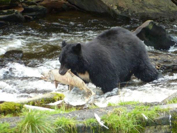 istock Black bear catching salmon in Alaska 1125274741