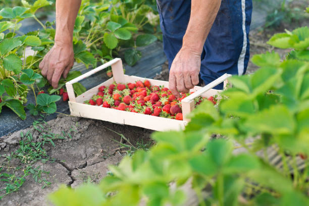 istock Strawberry fruit harvest. Hands picking strawberries. 1125274861