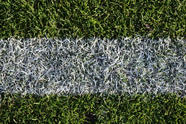 A freshly painted line on a grass sports field denoting the edge of the playing area.