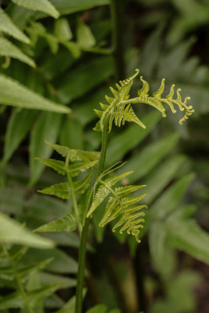 istock Paco fern at garden 1125276699