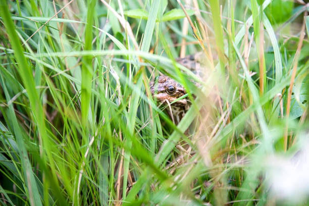 istock Brown frog hiding between green plants 1125277281