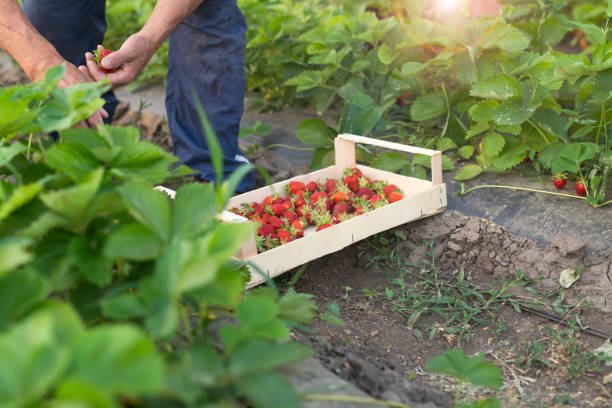 istock Strawberry fruit harvest. Worker's hands picking strawberries in organic farm. 1125277729
