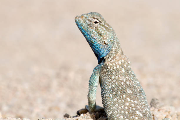 istock Portrait of Yellow Spotted Agama 1125277857