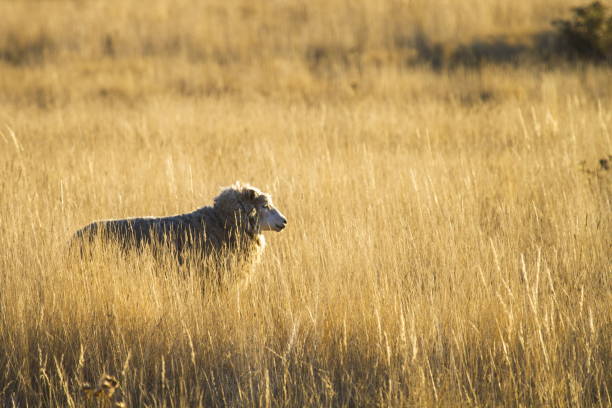 australian ovelhas sozinho contra o sol - lamb merino sheep sheep horizontal - fotografias e filmes do acervo