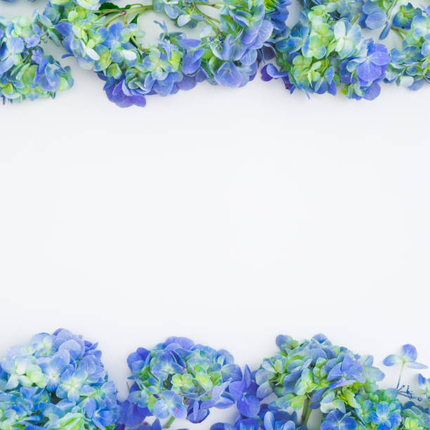 istock Floral frame with blue hydrangea flowers on white background. Flat lay, top view. Floral background 1125279350
