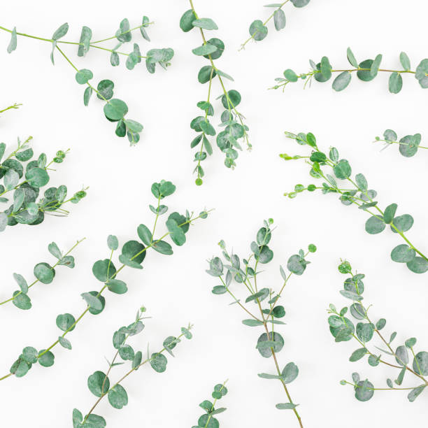 istock Floral pattern with eucalyptus leaves on white background. Flat lay, top view 1125279504