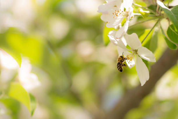 abeja recoge polen en un hermoso manzano floreciente contra un fondo borroso - fruit blossom fotos fotografías e imágenes de stock