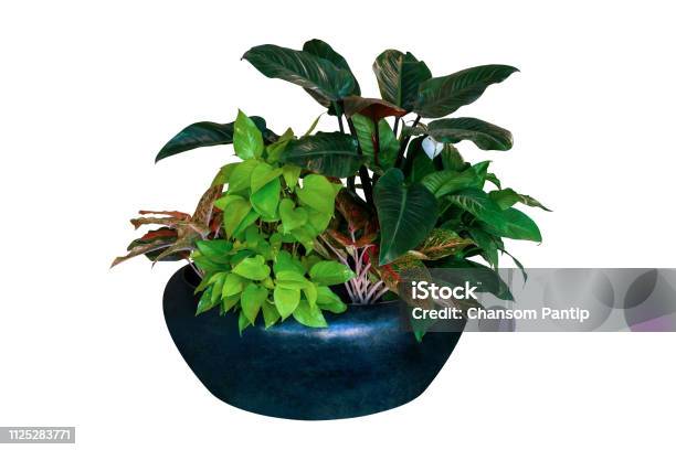 Various Types Of Tropical Foliage Plants Bush With Green Leaf Peace Lily Flower Indoor Potted Houseplants Isolated On White Background With Clipping Path Stock Photo - Download Image Now