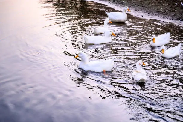 group of white ducks swimming straight in the river of Thailand.