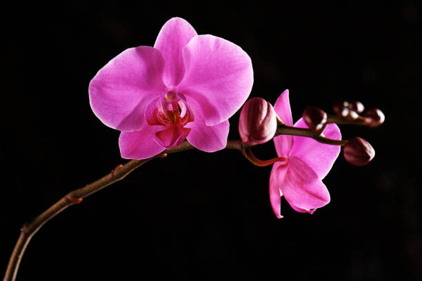 istock Orchids flowers on banch on black background. 1125286523