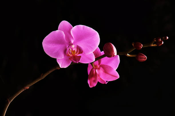 istock Orchids flowers on banch on black background. 1125286588