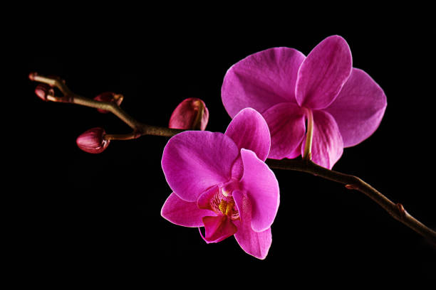 istock Orchids flowers on banch on black background. 1125287236