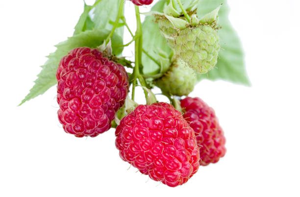 istock Ripe and immature raspberries on a branch. Isolated on white background 1125287714