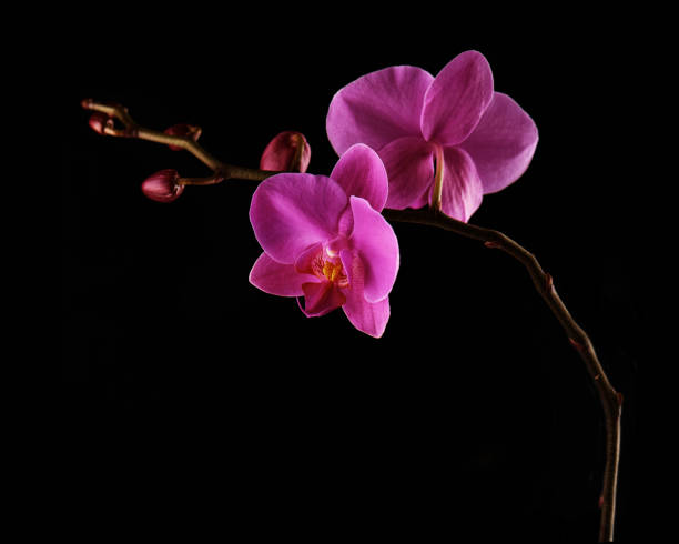 istock Orchids flowers on banch on black background. 1125287720