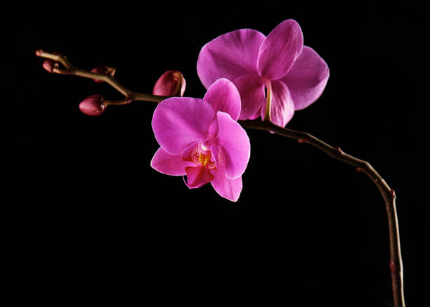 istock Orchids flowers on banch on black background. 1125287757