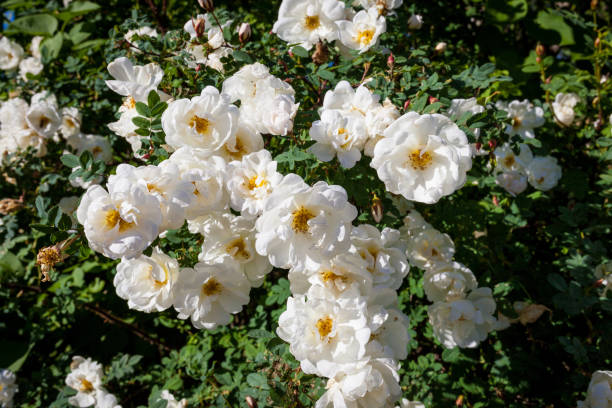 istock White rose rosa spinosissima 1125289132