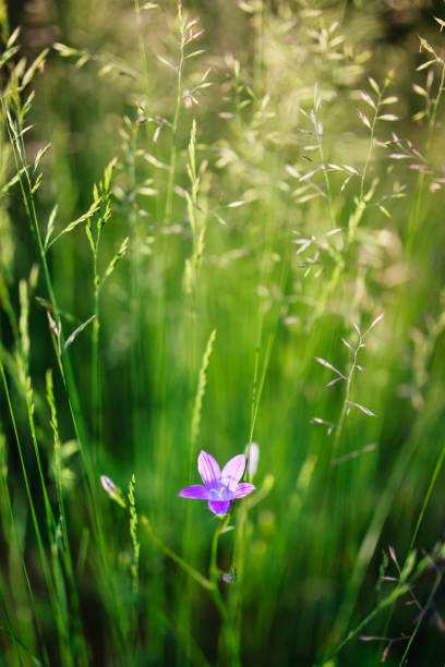 цветок заяц цветка цветущий - finland bluebell campanula summer стоковые фото и изображения