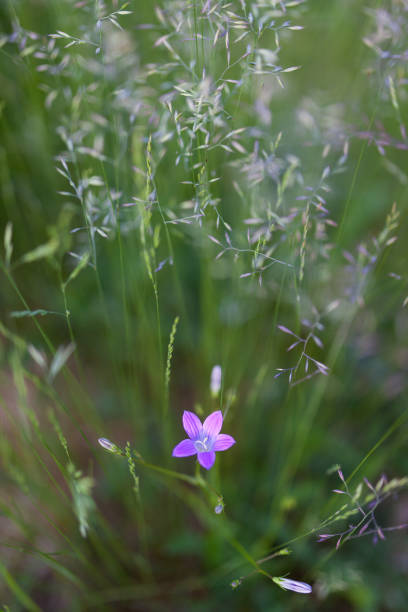 blume, glockenblume - wildflower lush foliage outdoors campanula stock-fotos und bilder