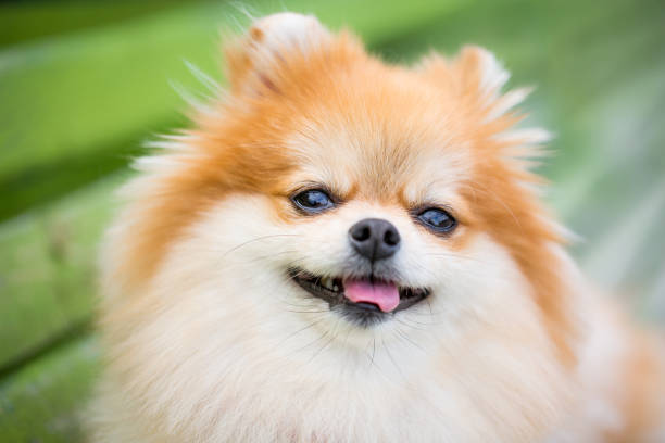 istock Beautiful pomeranian spitz orange color. 1125289383