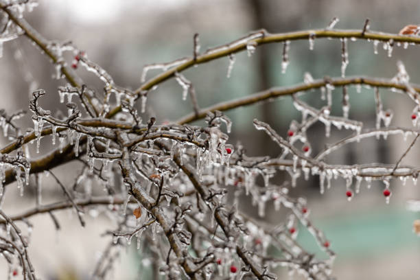 istock Red rosehip berries and tree branches covered with ice after freezing rain 1125289641