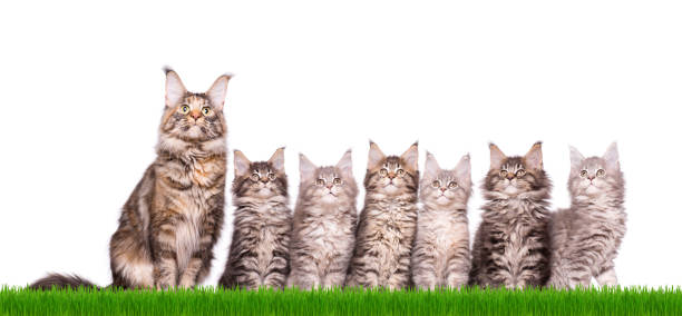 istock Maine Coon kitten in grass 1125289714