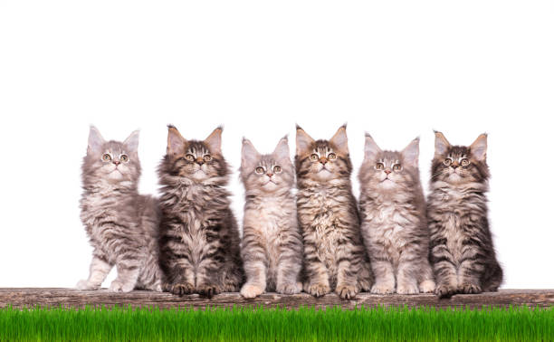 istock Maine Coon kitten in grass 1125289760