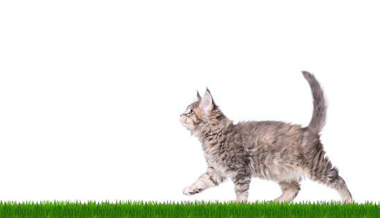Maine Coon kitten 2 months old walks in green grass. Gray small cat isolated on white background. Portrait of beautiful domestic kitty.
