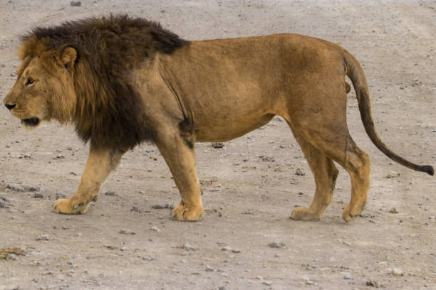 istock full portrait of a Lion 1125289986
