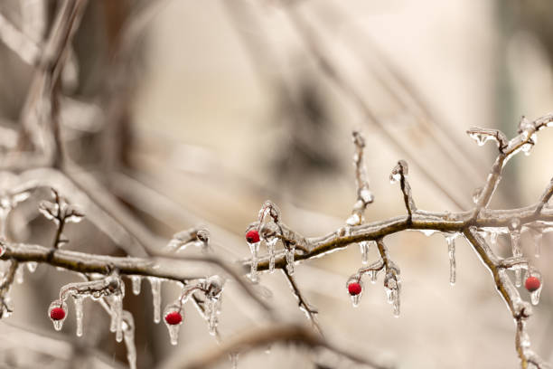 istock Red rosehip berries and tree branches covered with ice after freezing rain 1125289990