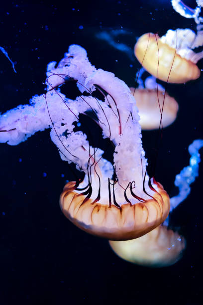 istock jellyfish in close-up 1125290117
