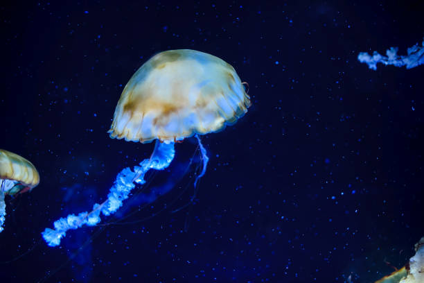 istock jellyfish in close-up 1125290175